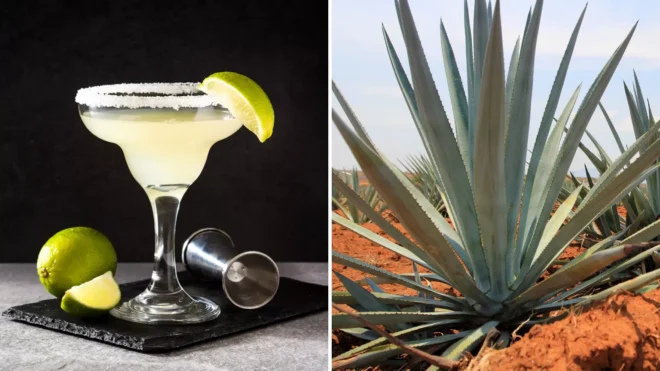 Tequila and Mezcal